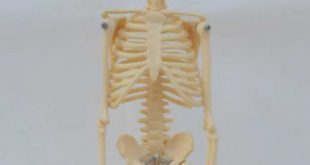 squelette humain