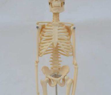 squelette humain